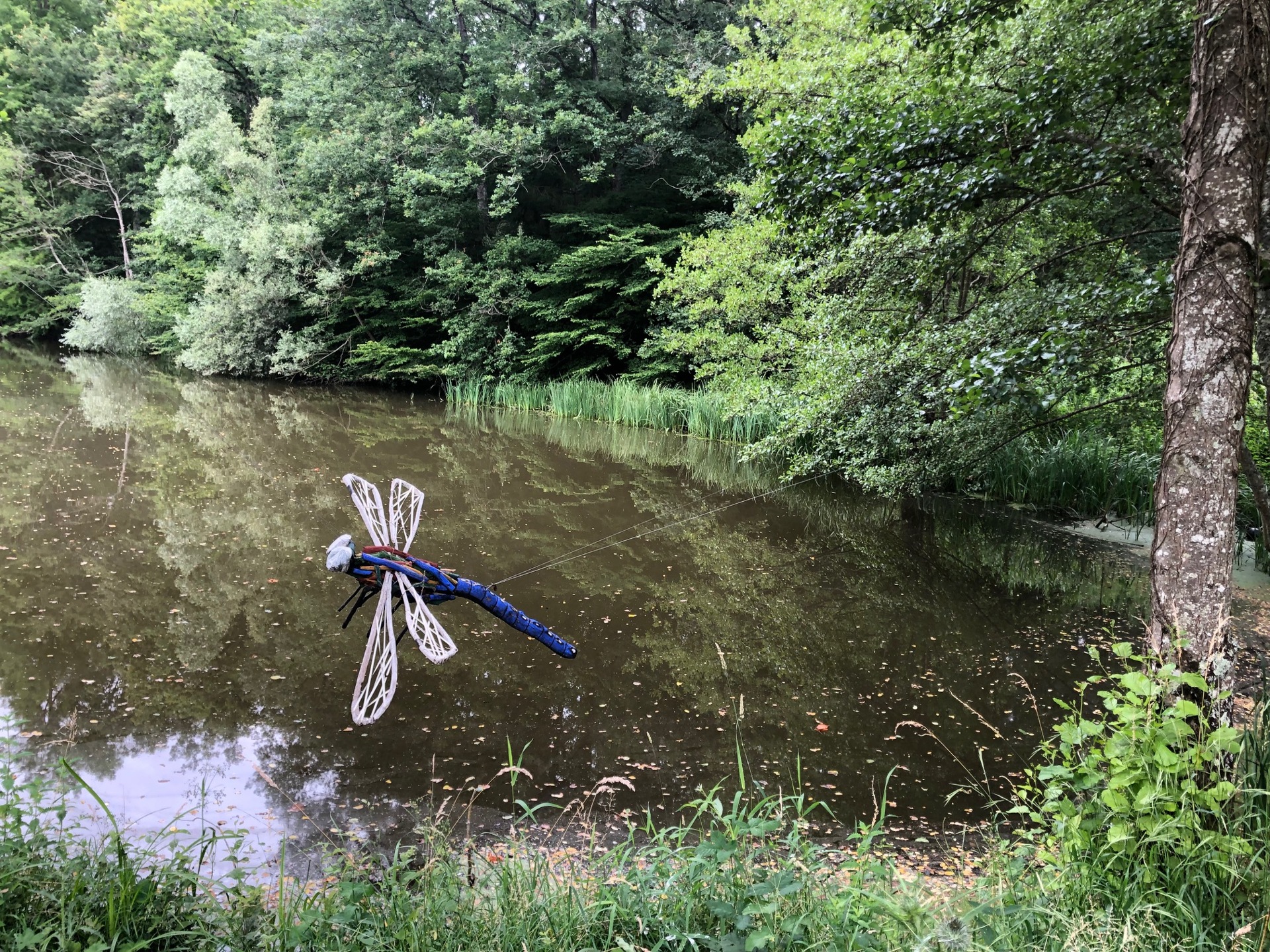 Art Nature à Flotin - La libellule de jour